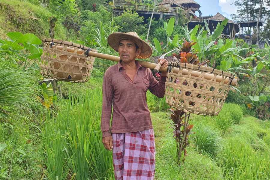 Bali Rice Terraces and weather