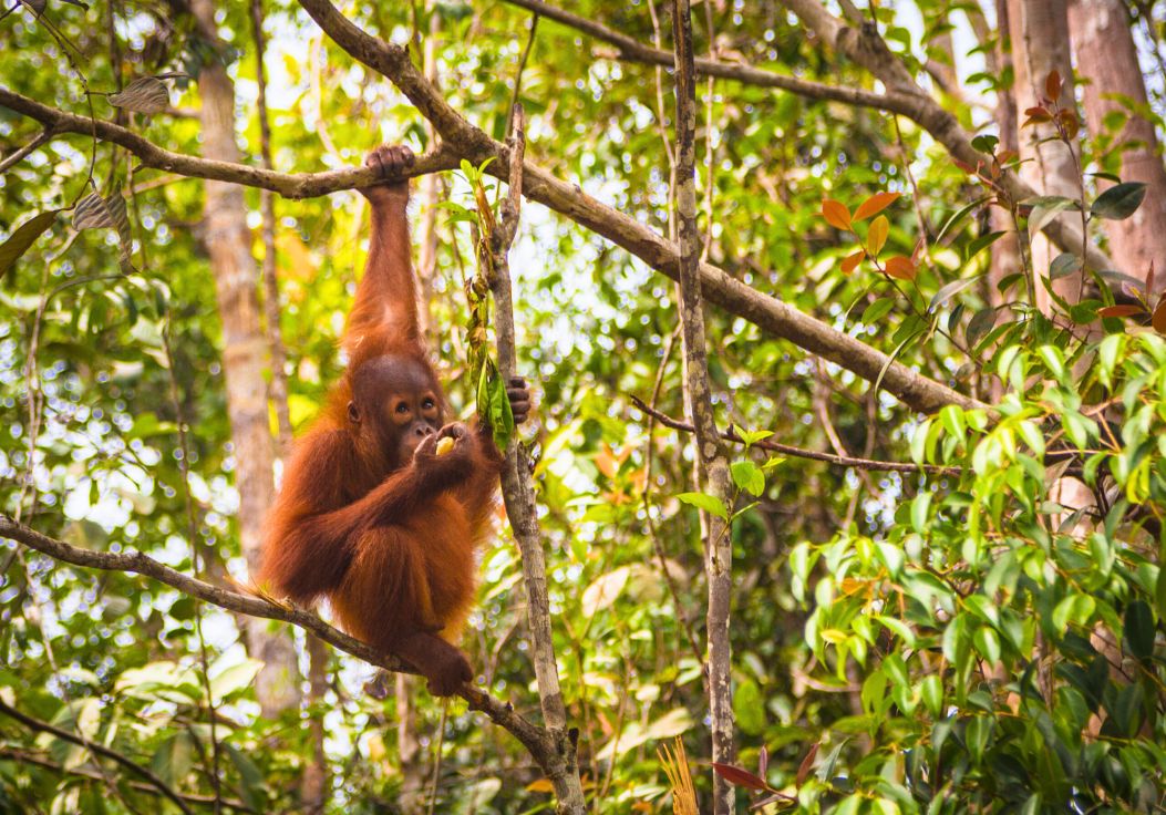 Observing Borneo Monkeys