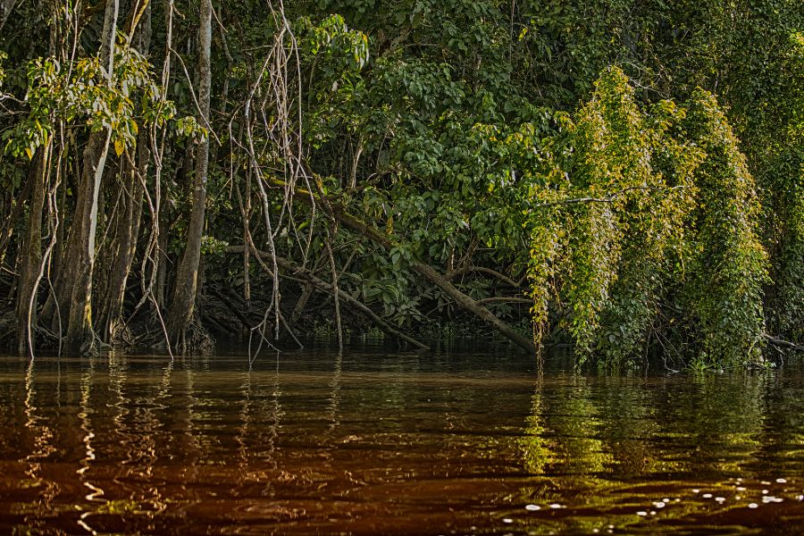 Kinabatangan River