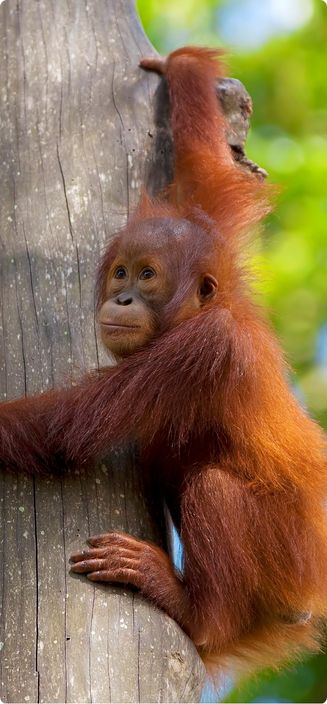 8 Days Tropical Borneo Private Tour