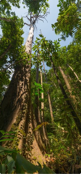 8 Days Tropical Borneo Private Tour