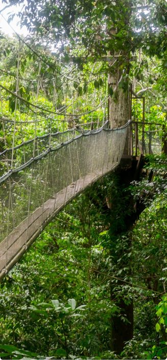 8 Days Tropical Borneo Private Tour