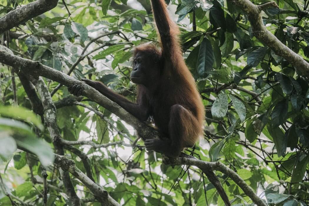 malaysia-orangutan-980c7431-1 image Malaysia orangutan