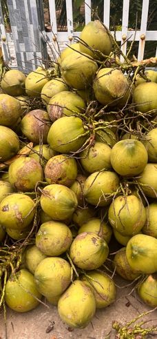 2 Days Can Tho &amp; Mekong Delta Tour
