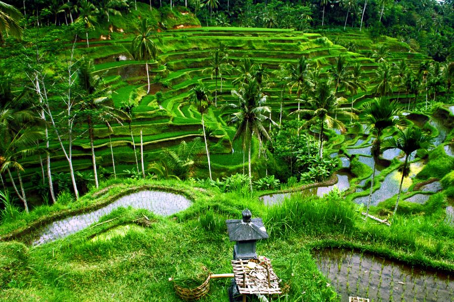 subak system