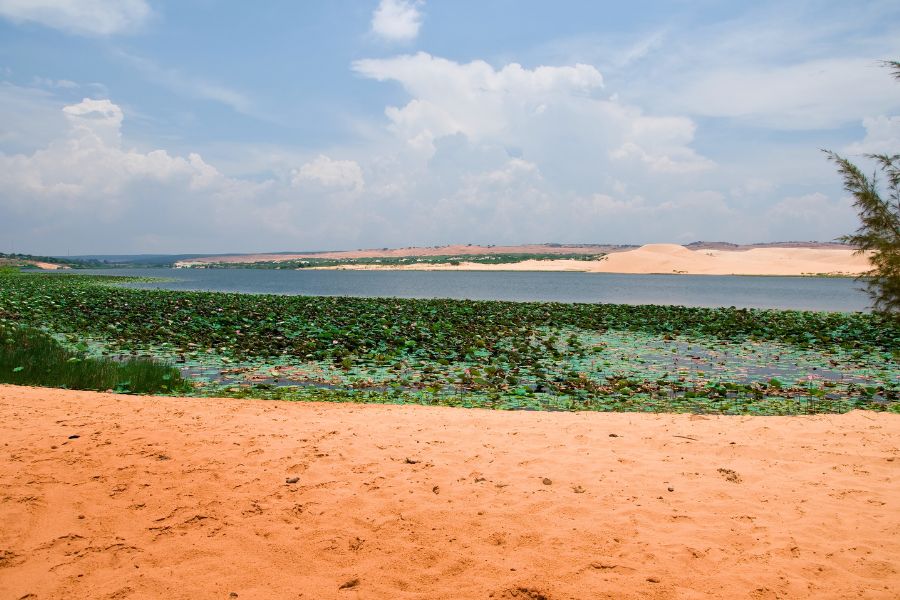 Lotus Lake