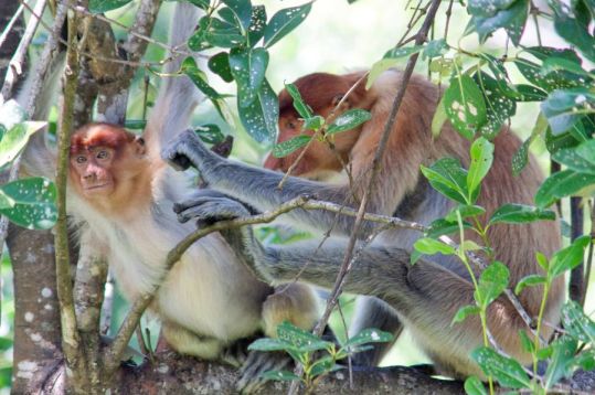 Borneo wildlife