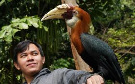 Borneo hornbills