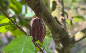 Cocoa nut - 2 Days Mekong Delta Private Tour