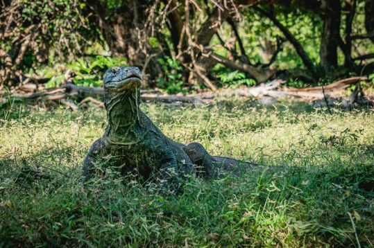 Komodo