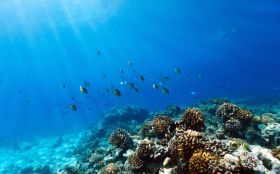 Dive into the depths of Tubbataha Reef