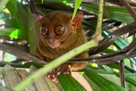 tarsier, Bohol