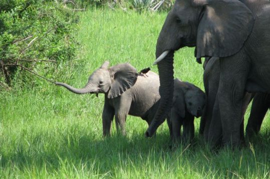 Buon Ma Thuot Coffee Tour