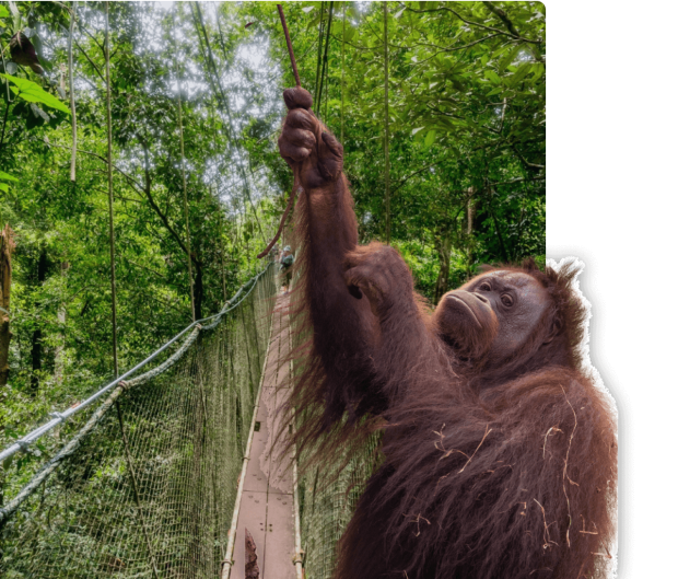 8 Days&nbsp;Tropical Borneo Banner