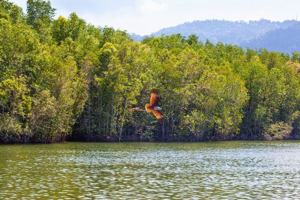 Langkawi Mangrove Forest