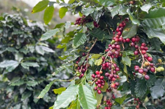 Buon Ma Thuot Coffee Tour