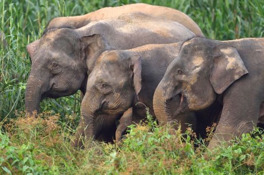 Borneo elefants