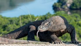 Indonesia 3-day Tour: Komodo Island
