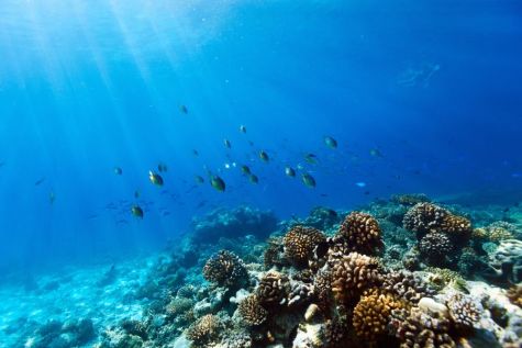 The Tubbataha Reef National Park