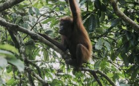 8 Days Tropical Borneo Private Tour