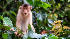 kinabatangan-river-tour-b9103497 image