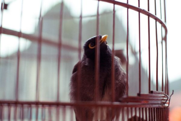 Vietnamese love birds
