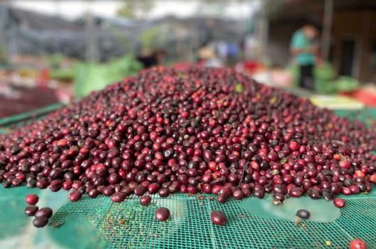 Buon Ma Thuot Coffee Tour
