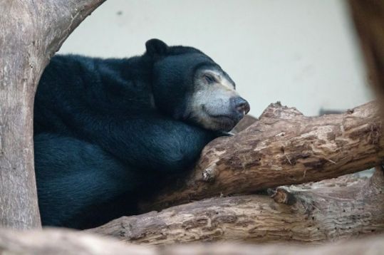 Borneo sun bear