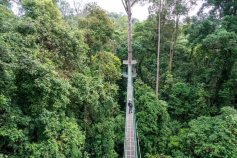 Danum Valley, Borneo