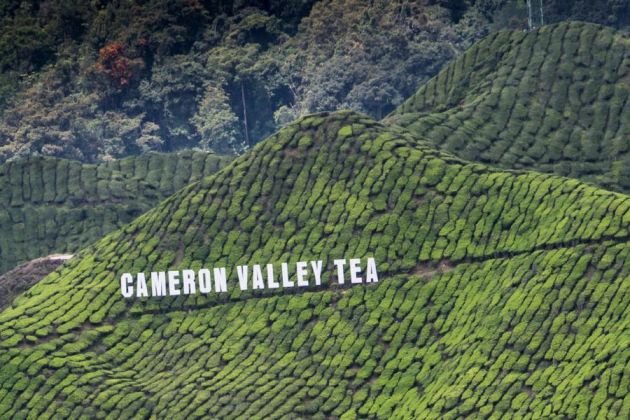 Cameron Valley Tea