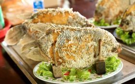 The famous elephant ear fish