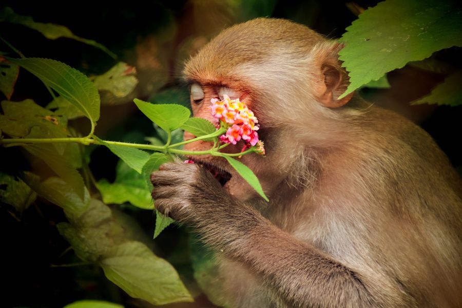 Monkey in Phong Nha National Park