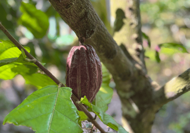 Cocoa nut - 2 Days Mekong Delta & Can Tho Private Tour