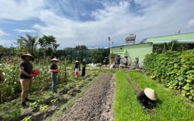 Harvest fresh vegetables and herbs from the chef