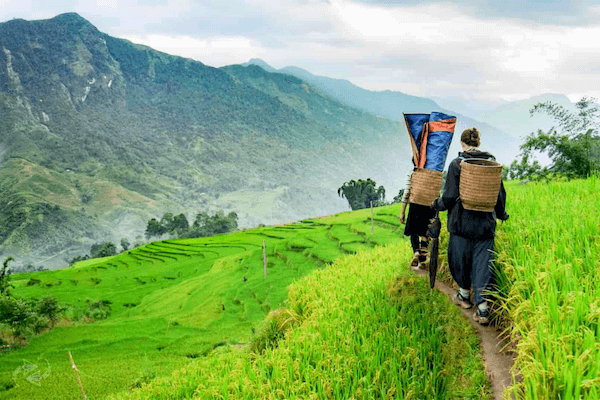 Trek through the Sapa rice terraces