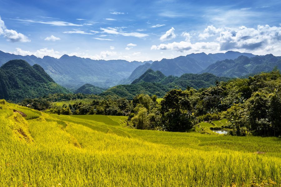 Mai Chau rice field