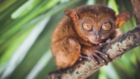 Bohol Island Tour - Philippines Private Tour