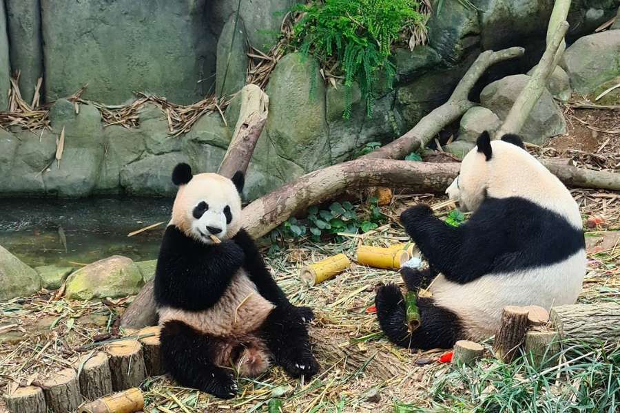 Panda at Singapore Zoo