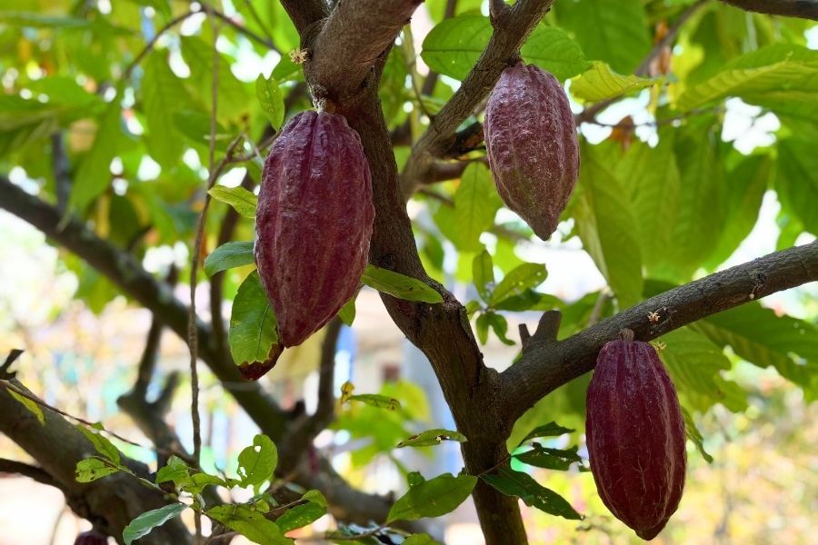 chocolate tree in Mekong Delta